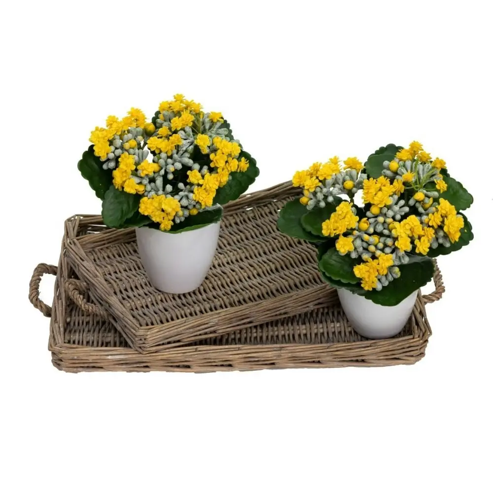 Glamorous Fusion Set Of 2 Kalanchoe Artificial Fake Plant Decorative Arrangement In Pot 20cm Green & Yellow