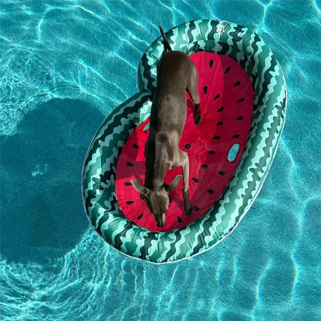 Charlie's Dog Floaties Watermelon 160x120cm