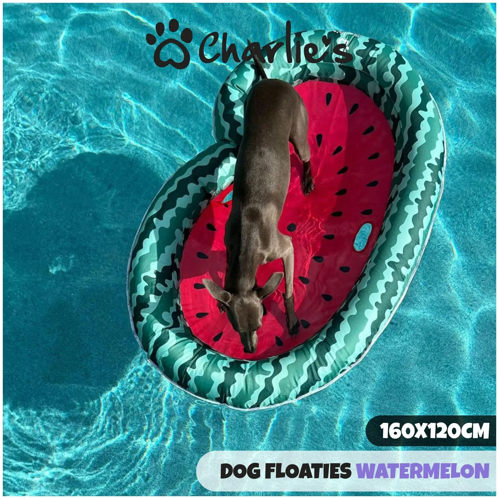 Charlie's Dog Floaties Watermelon 160x120cm