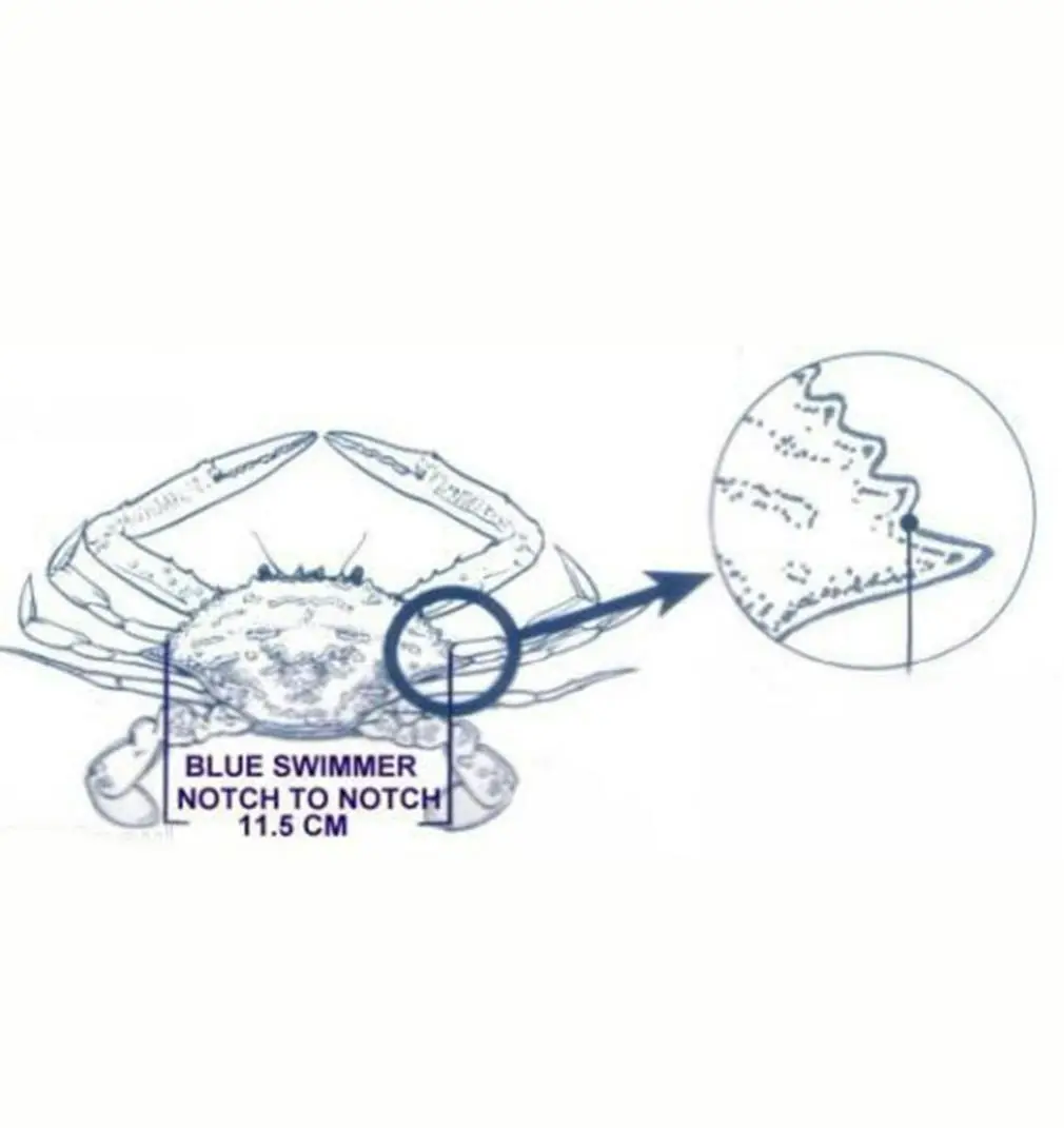 Surecatch Crab Measure For Muddies & Sandies-New Crab Ruler/Gauge