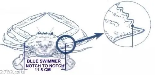 Surecatch Crab Measure For Muddies & Sandies-New Crab Ruler/Gauge