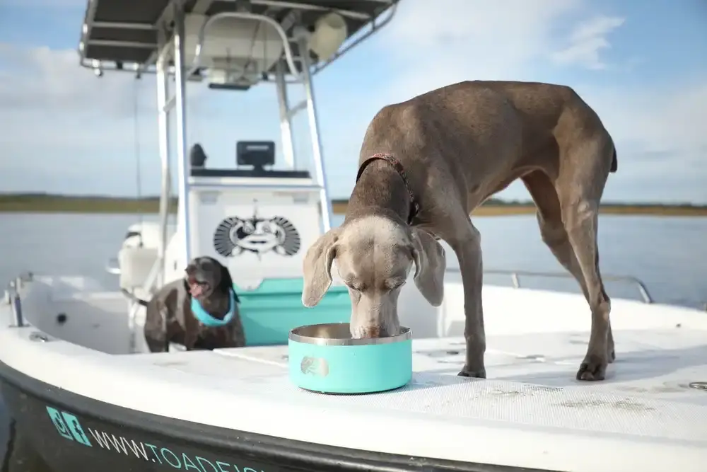 Toadfish Outfitters Non-Tipping Stainless Steel Dog Bowl