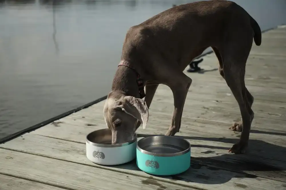 Toadfish Outfitters Non-Tipping Stainless Steel Dog Bowl