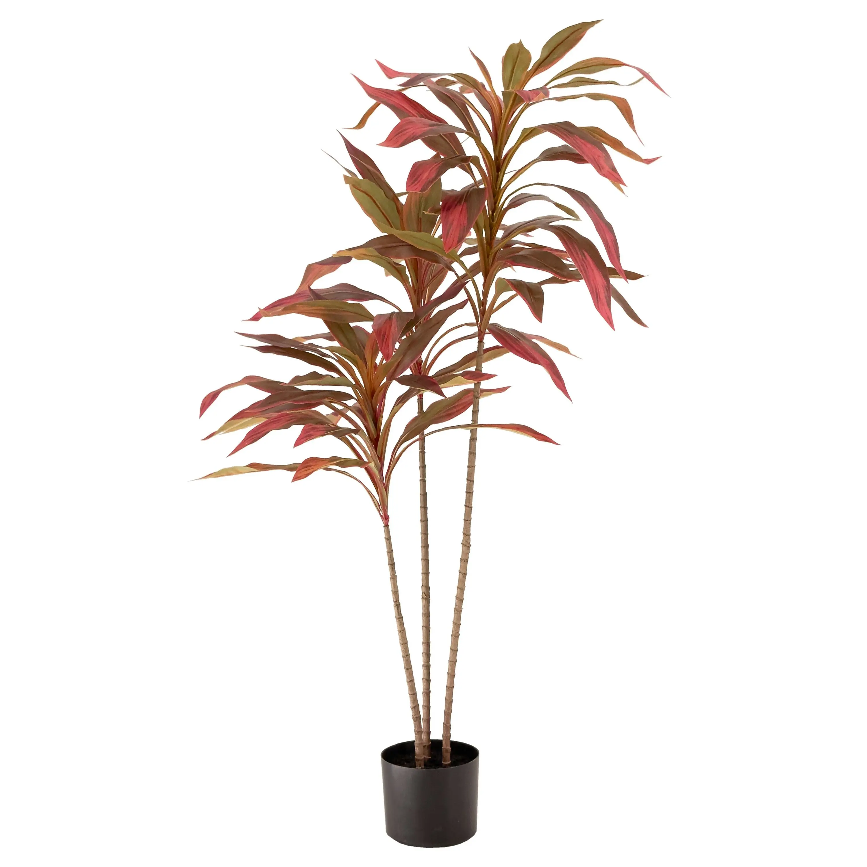 Dracaena Plant Burgundy Leaves 120cm