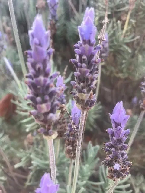 Lavender Plant in Pot Mt Lofty, Potted or Root Stock