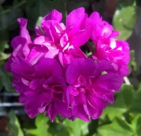 Ivy Geranium 'Lavender Girl'  Cuttings or Potted