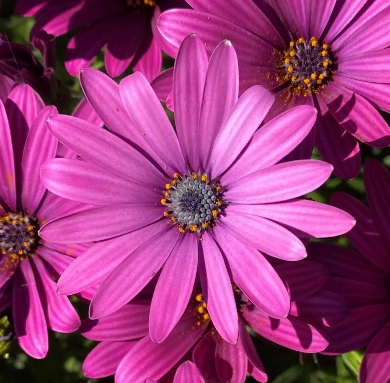 Osteospermum Afrikaan Amethyst (African Daisy)..