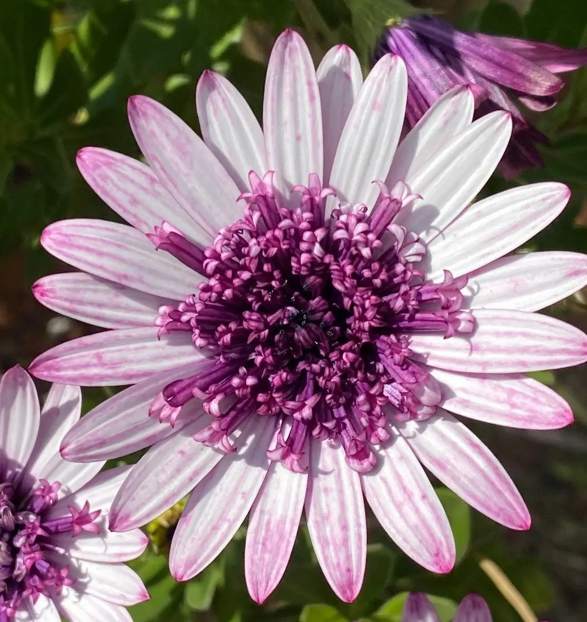 Osteospermum Berry White (African Daisy)..