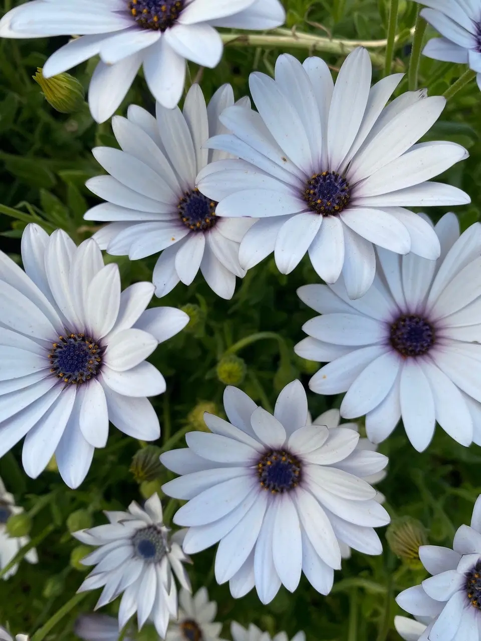 Osteospermum Ecklonis White (African Daisy)..