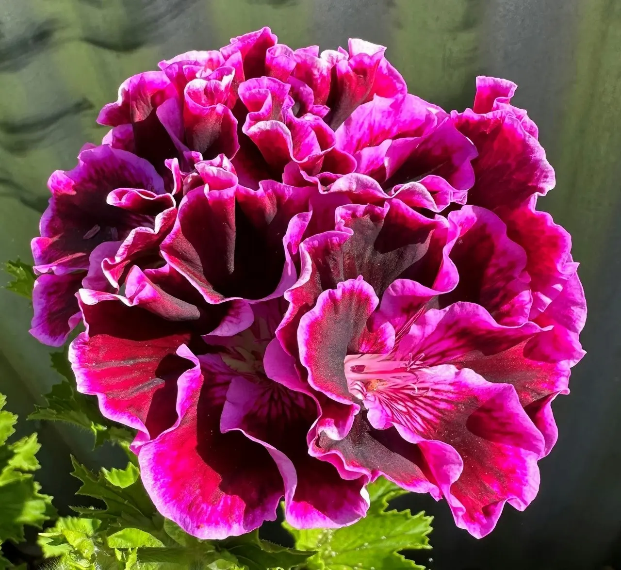 Geranium Regal Rembrandt cuttings or potted plant