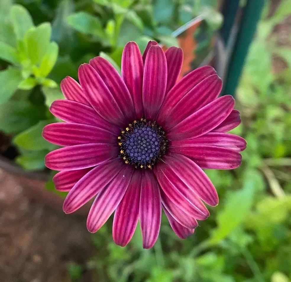 Osteospermum Elite Ruby (African Daisy) Live Plant