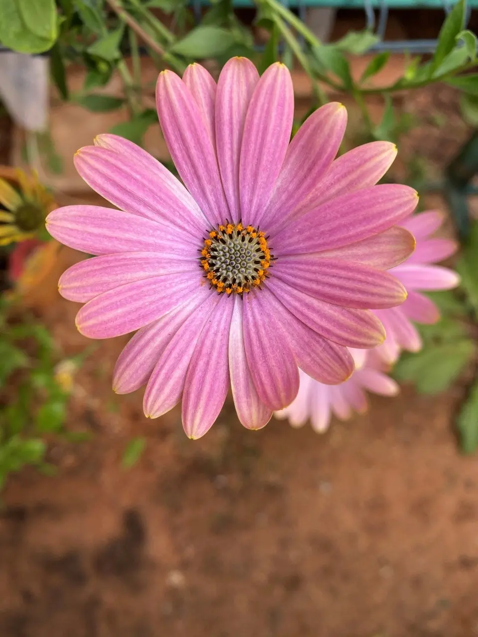 Osteospermum Margarita Sunset (African Daisy) Live Plant