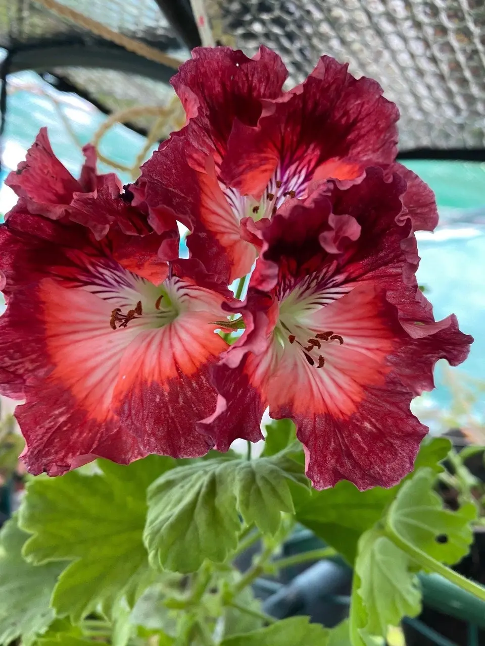 Geranium Pelargonium Turkish Coffee Live Cuttings or Potted Plant