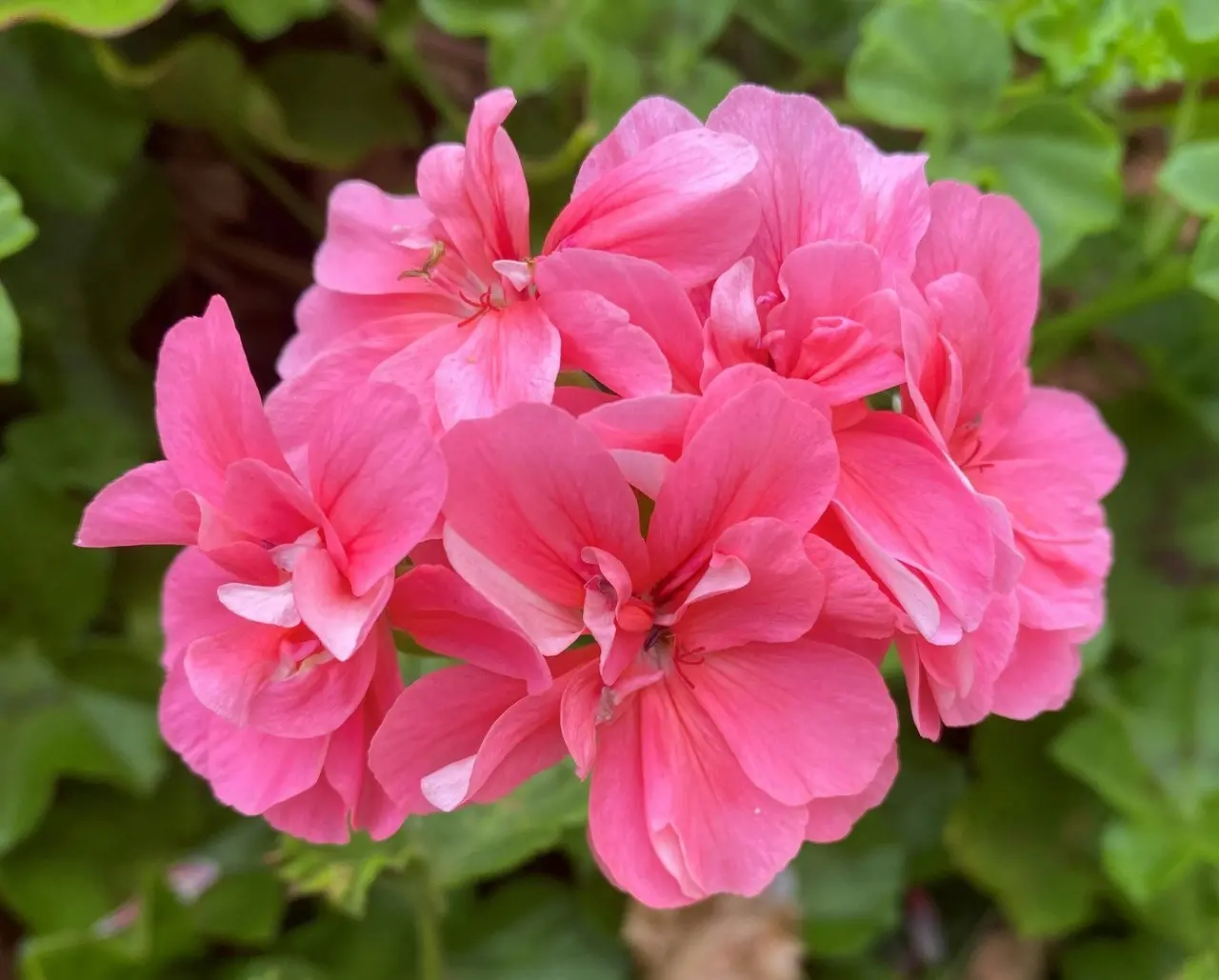 Ivy Geranium Pink Live Tubestock or Potted Plant