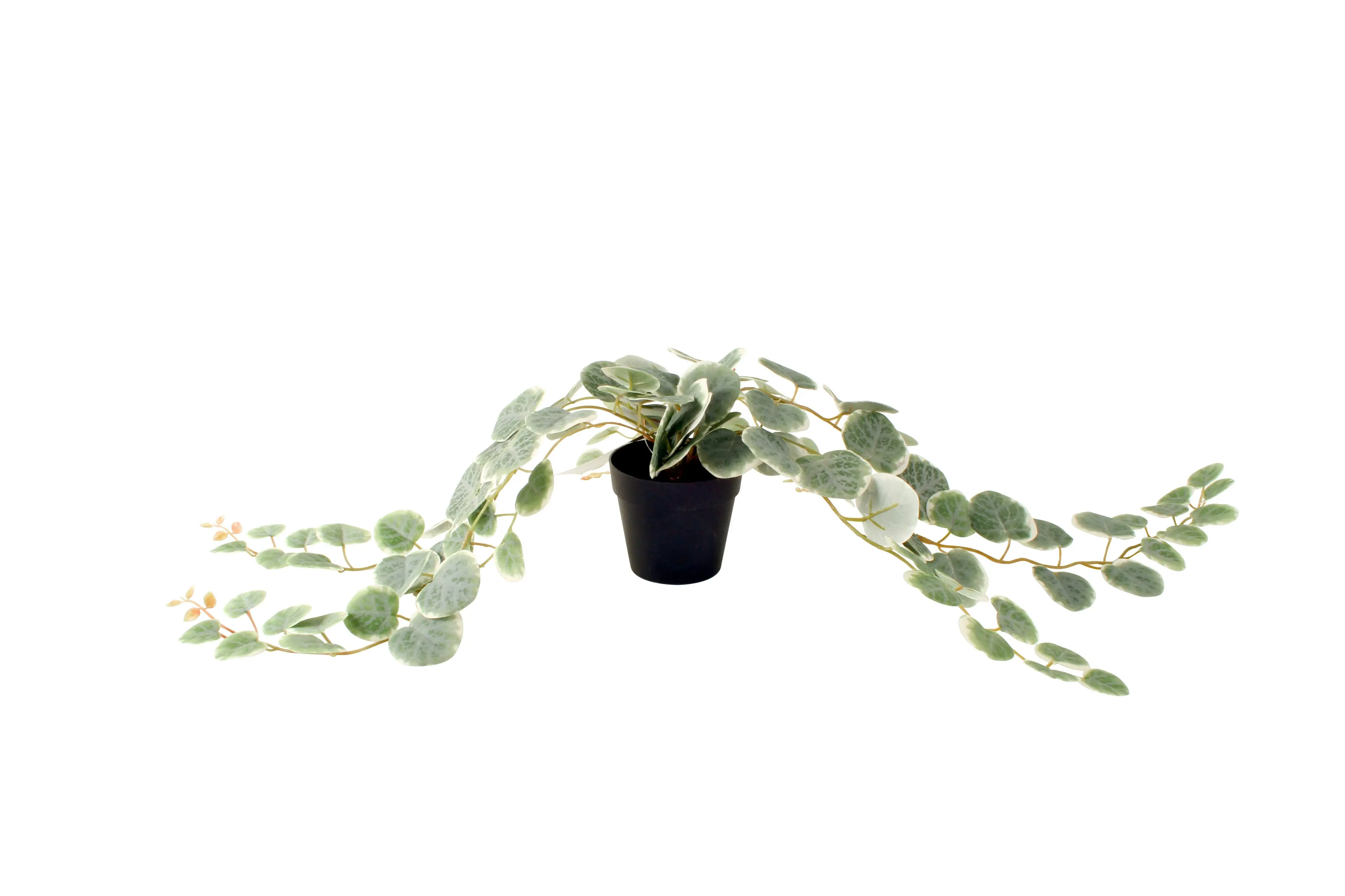 Faux Peperomia Plant in Black Pot 63cm