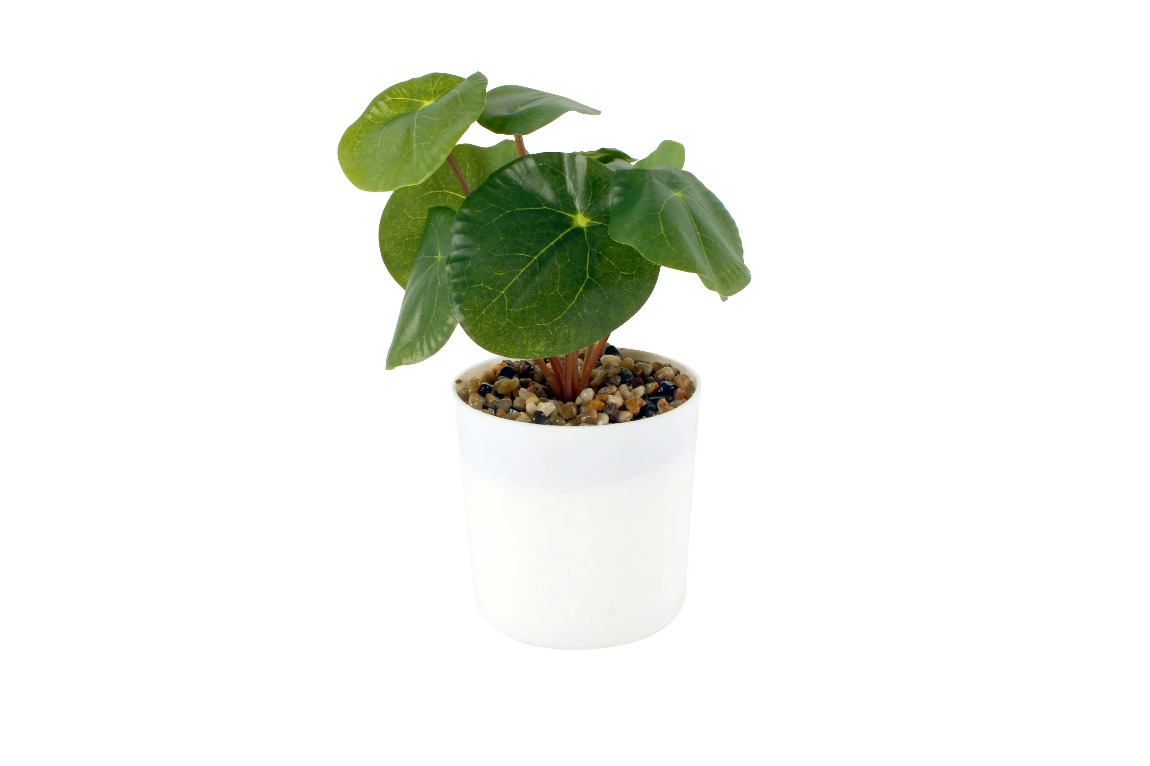 Faux Chinese Money Plant in White Pot 22 cm