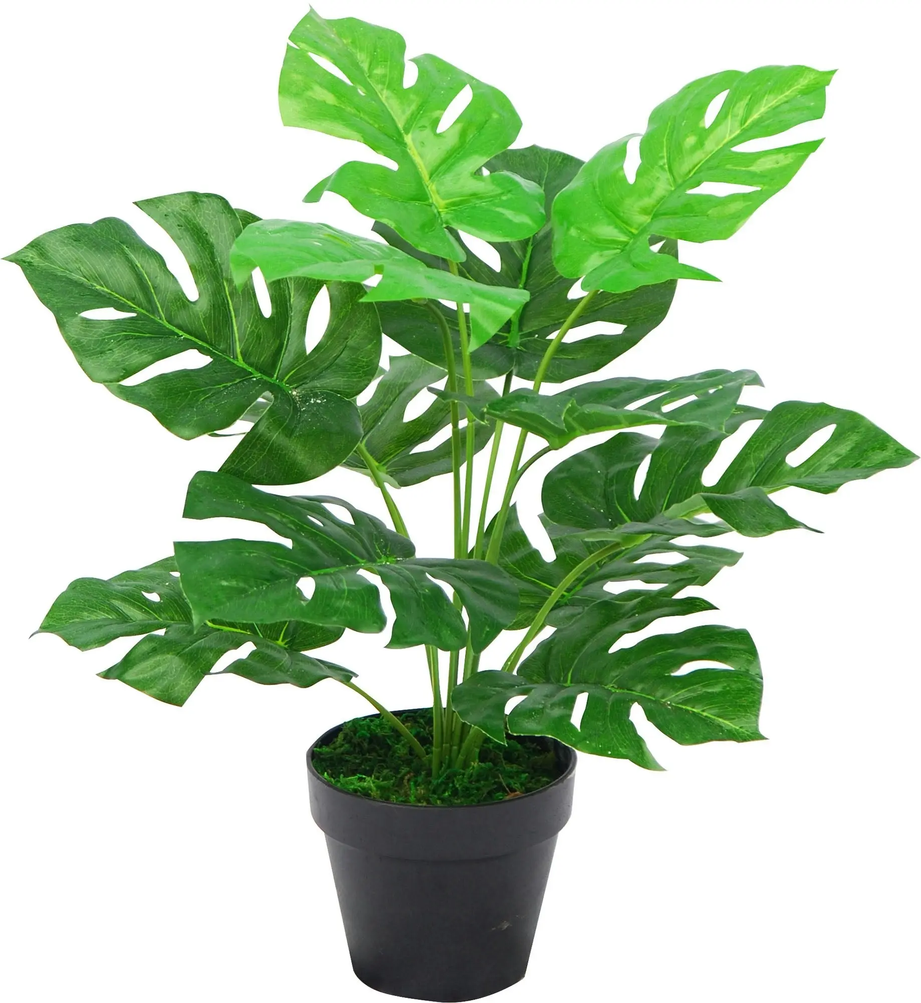 Monstera Plant In Plastic Pot 45cm