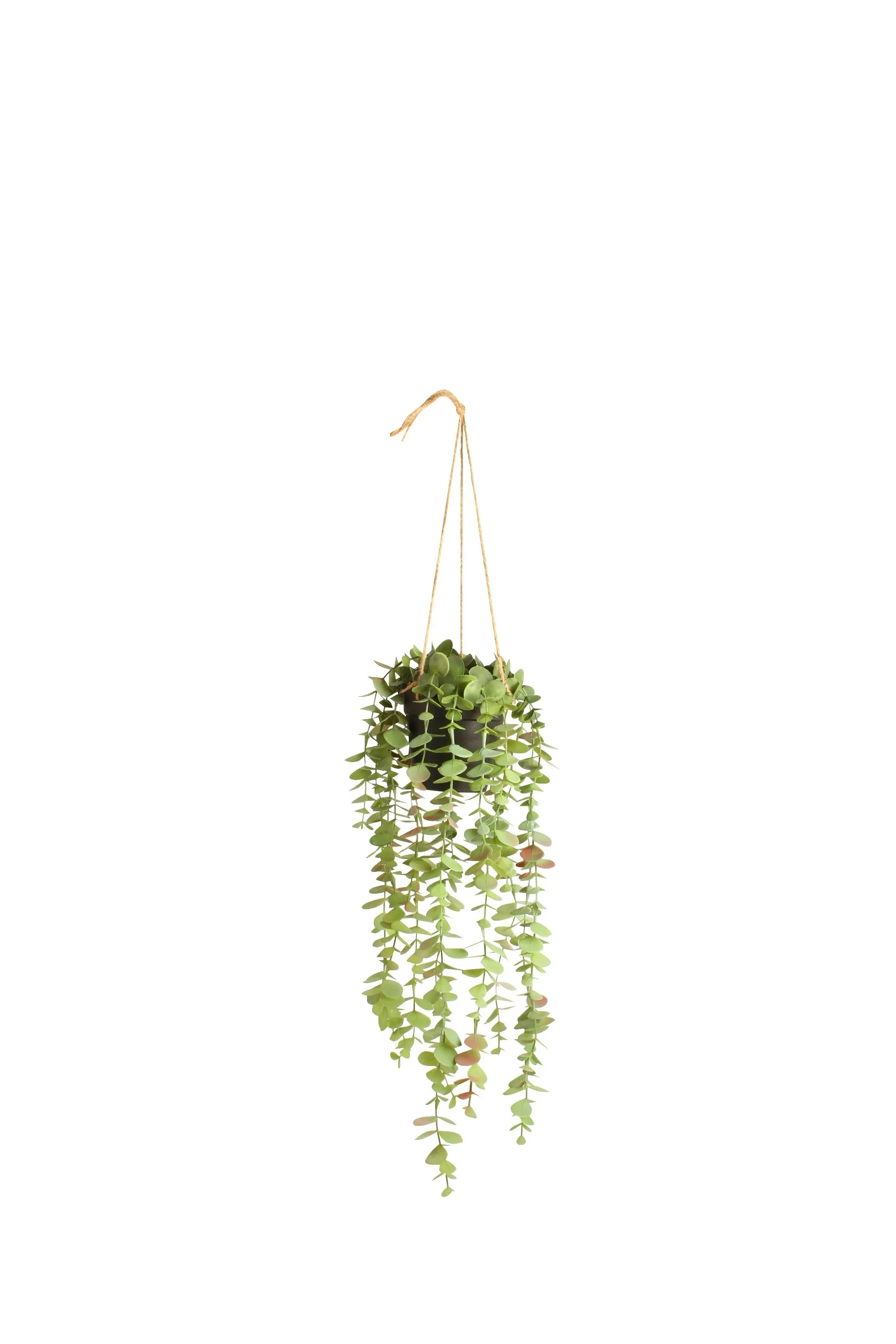 Eucalyptus in Hanging Pot 50cm