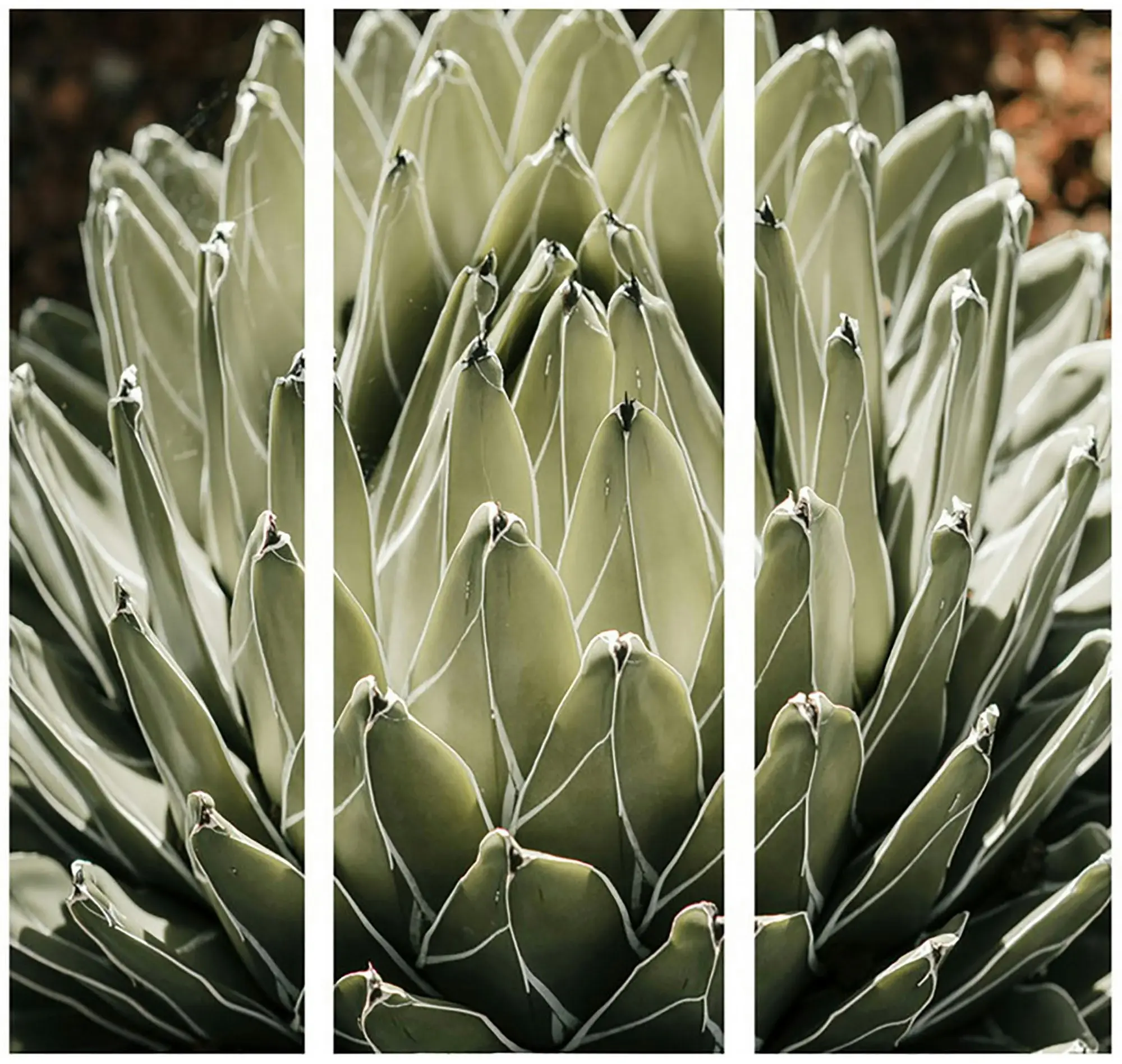 Agave Canvas Print 30 x 90 x 2.5cm