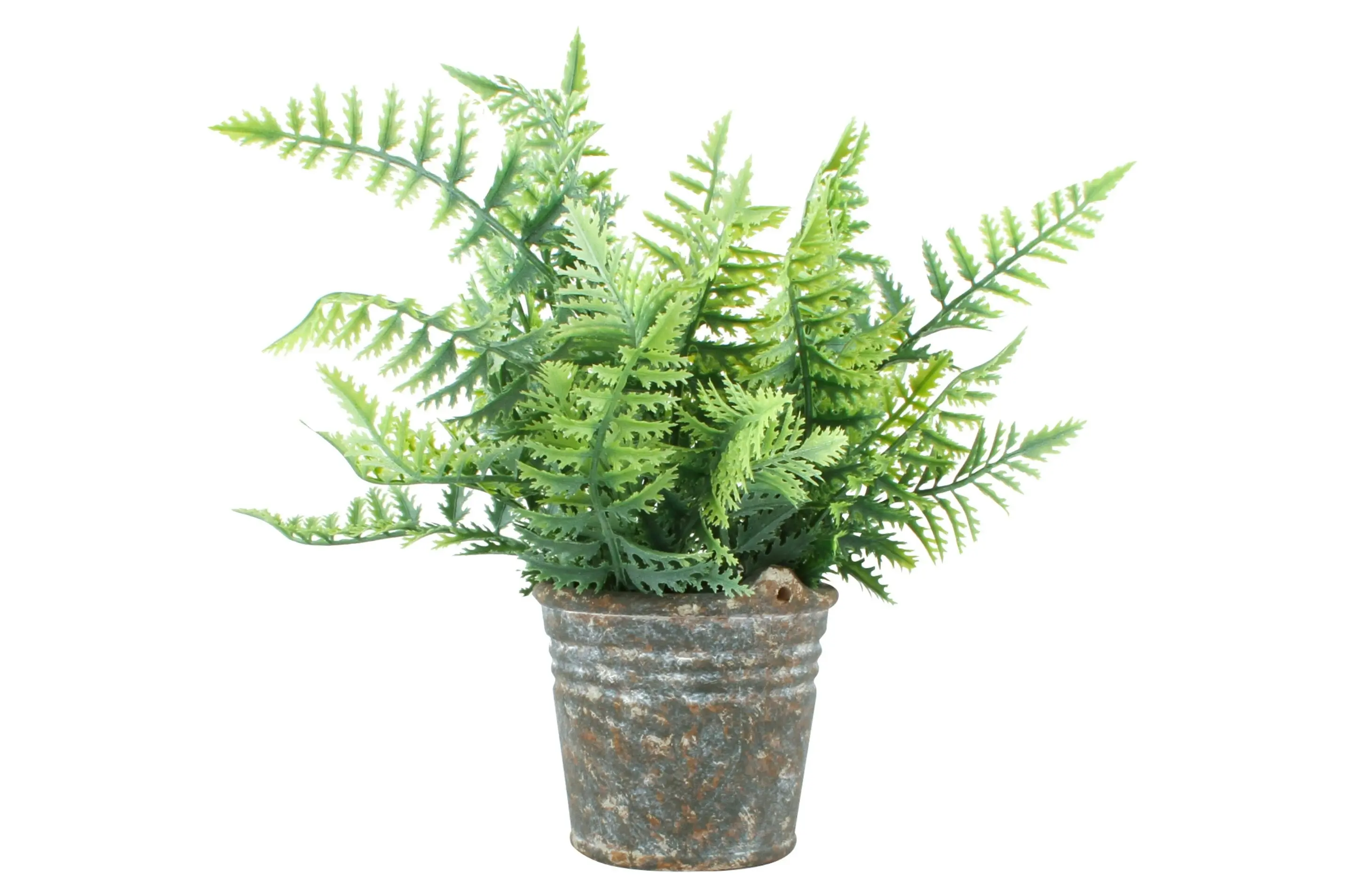 Fern In Tin Pot 30cm