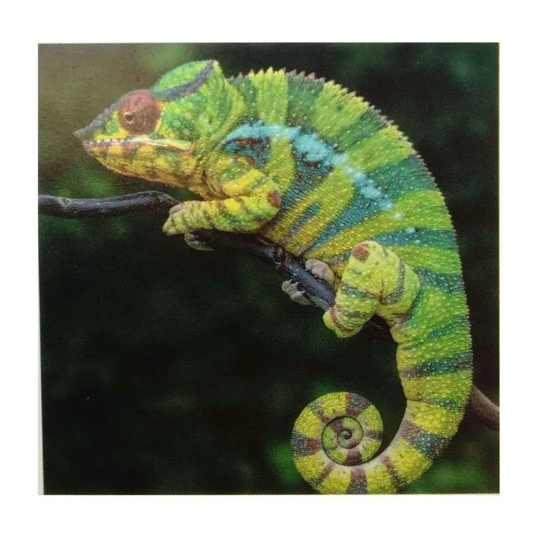 Diamond Art Kit - Chameleon