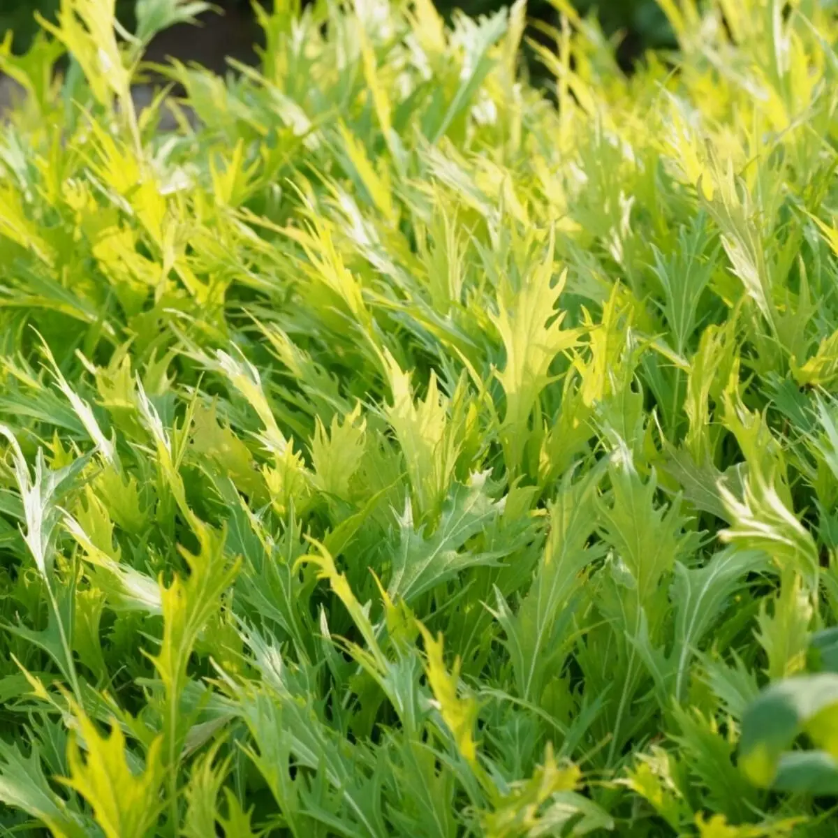 Chinese Mustard- Golden Streaks