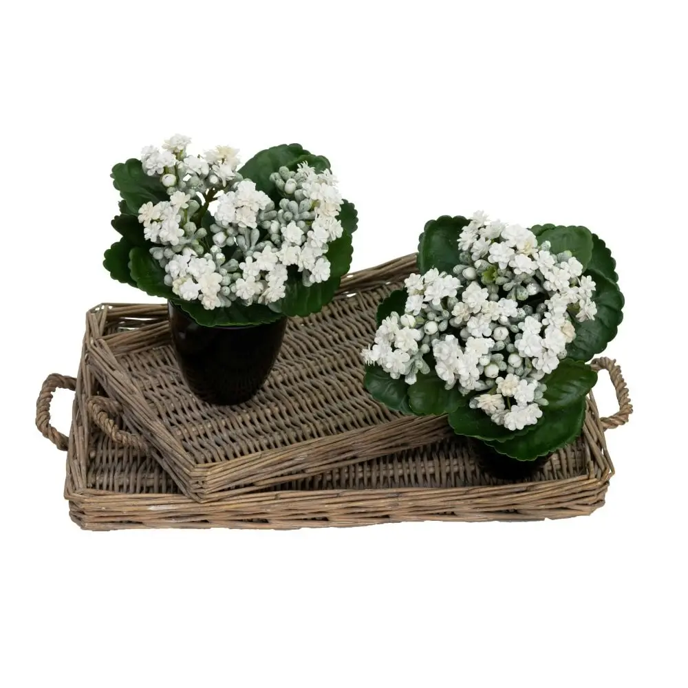 Glamorous Fusion Set Of 2 Kalanchoe Artificial Fake Plant Decorative Arrangement In Pot 20cm Green & Cream